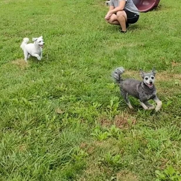 Two dogs running on green grass; person in background. One dog is white, the other is gray, both are smiling.