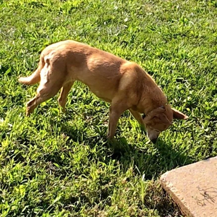 Tan dog sniffing the grass outside on a sunny day, next to a concrete surface.
