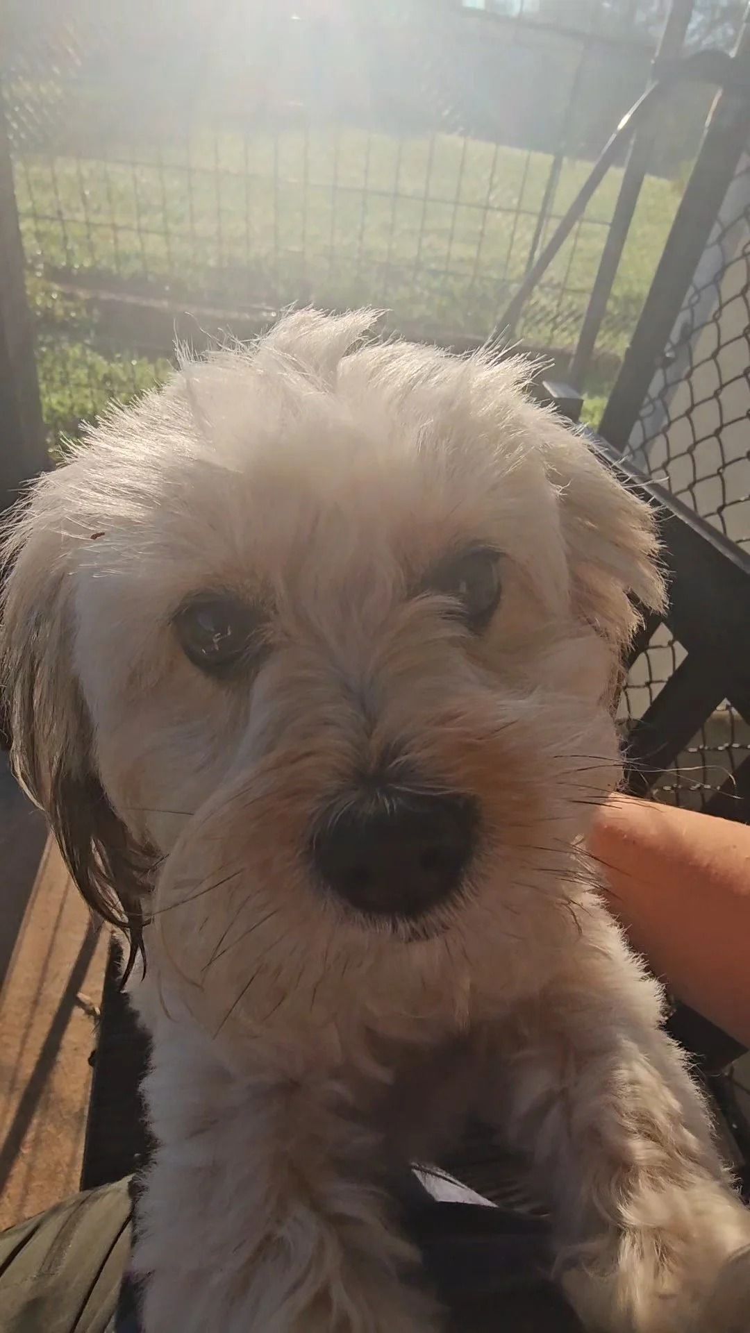 Fluffy beige dog gazing directly at the camera outdoors. Sunny, close-up.