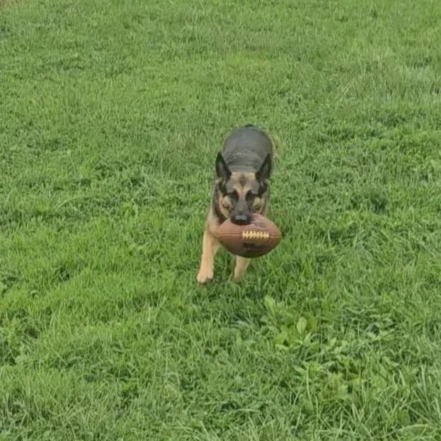 German Shepherd dog in a grassy field, holding a football in its mouth.