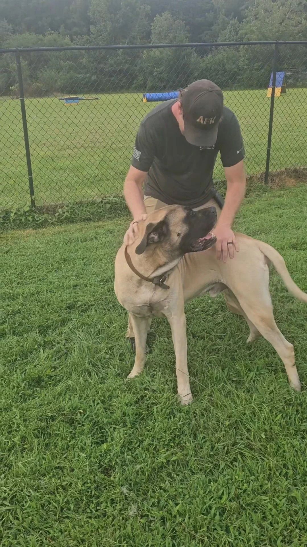 Man petting a large tan dog in a fenced, grassy area.
