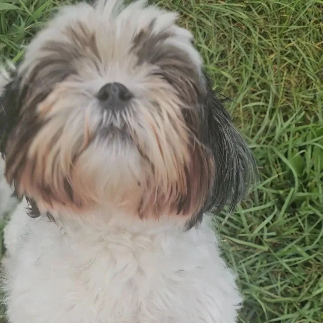 Shih Tzu dog with white and brown fur, looking up with a neutral expression, set against a grassy background.