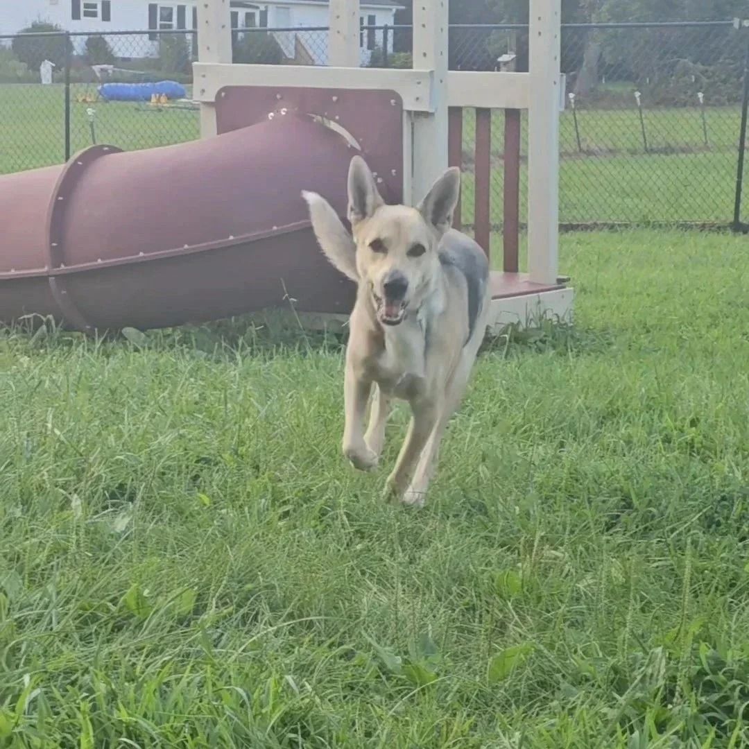 Dog running through a grassy yard toward the camera with an open mouth. Behind, a playground slide.