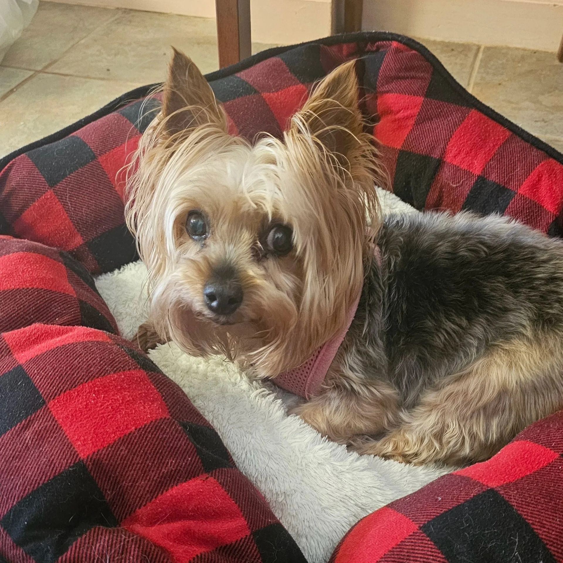 Yorkshire Terrier dog resting in a red and black plaid bed, looking at the camera.