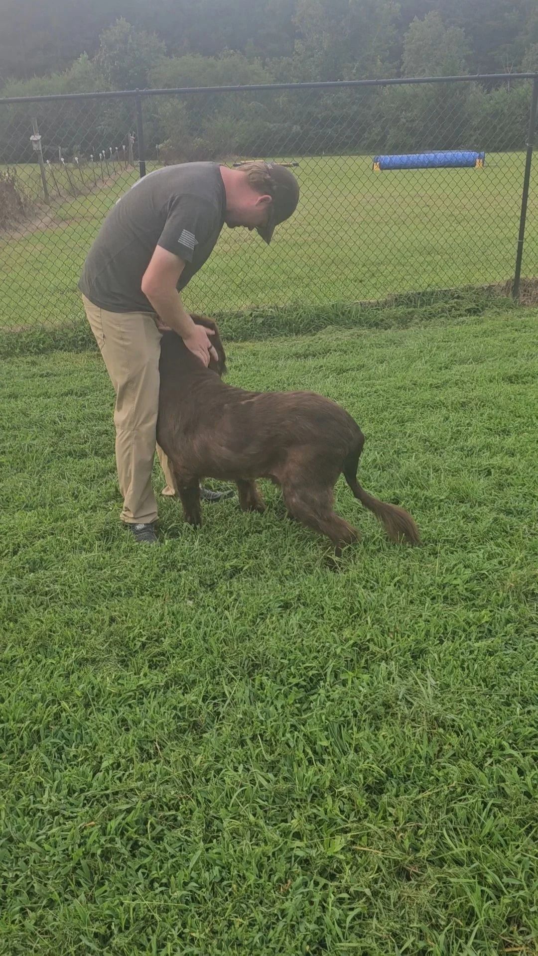 Man petting a brown dog in a grassy, fenced area.