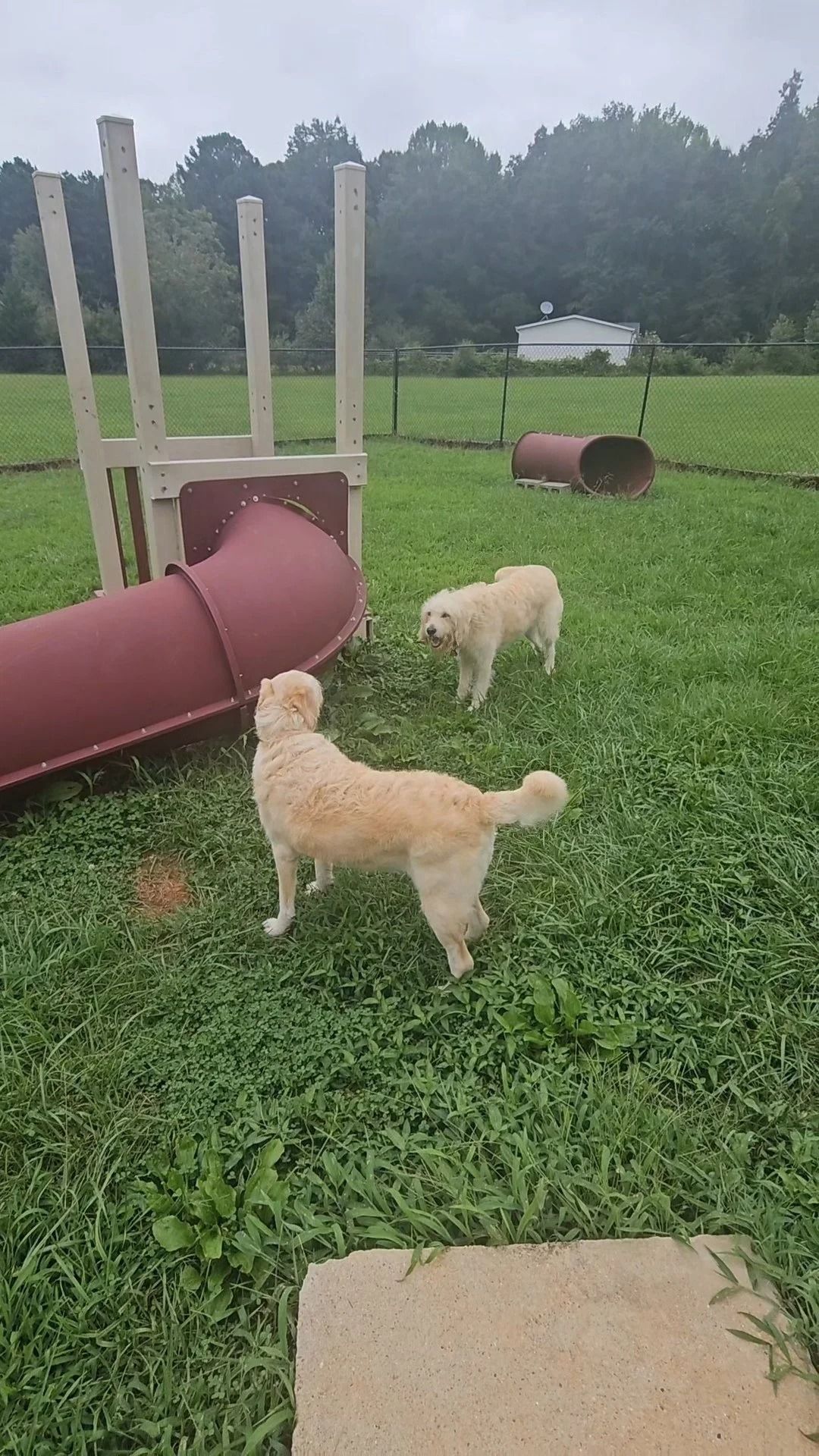 Two tan dogs in a grassy dog park near a red tunnel and wooden play structure.