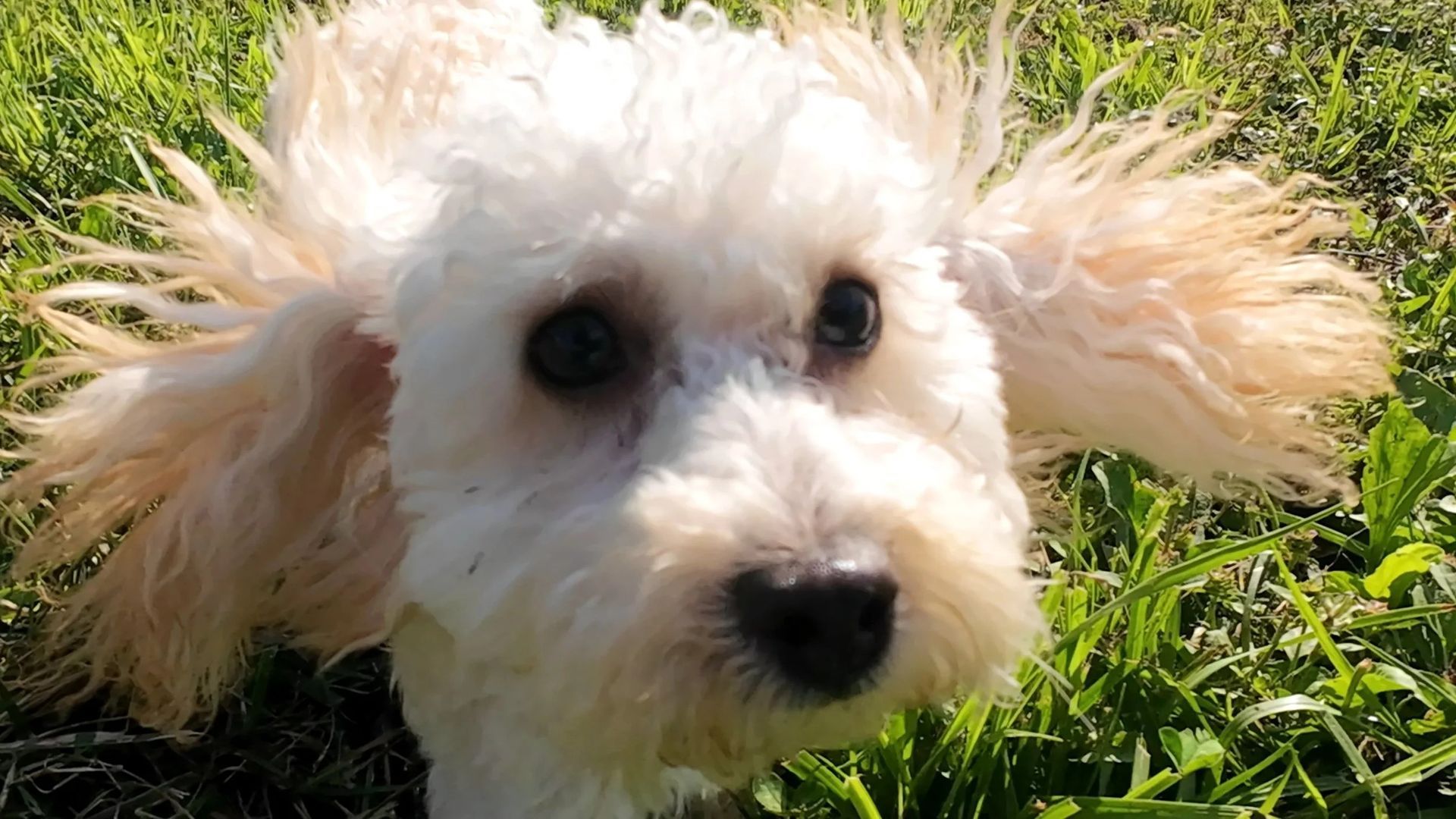 White dog with fluffy fur and dark eyes in green grass.