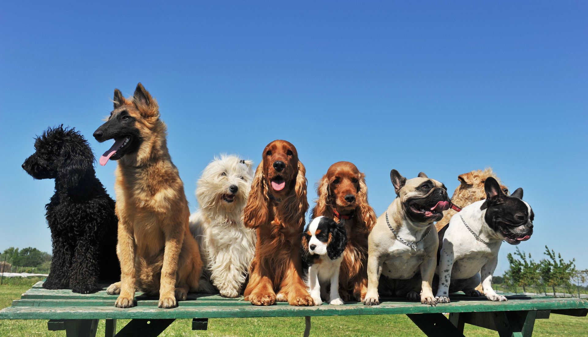A group of dogs are sitting on a bench in a park.