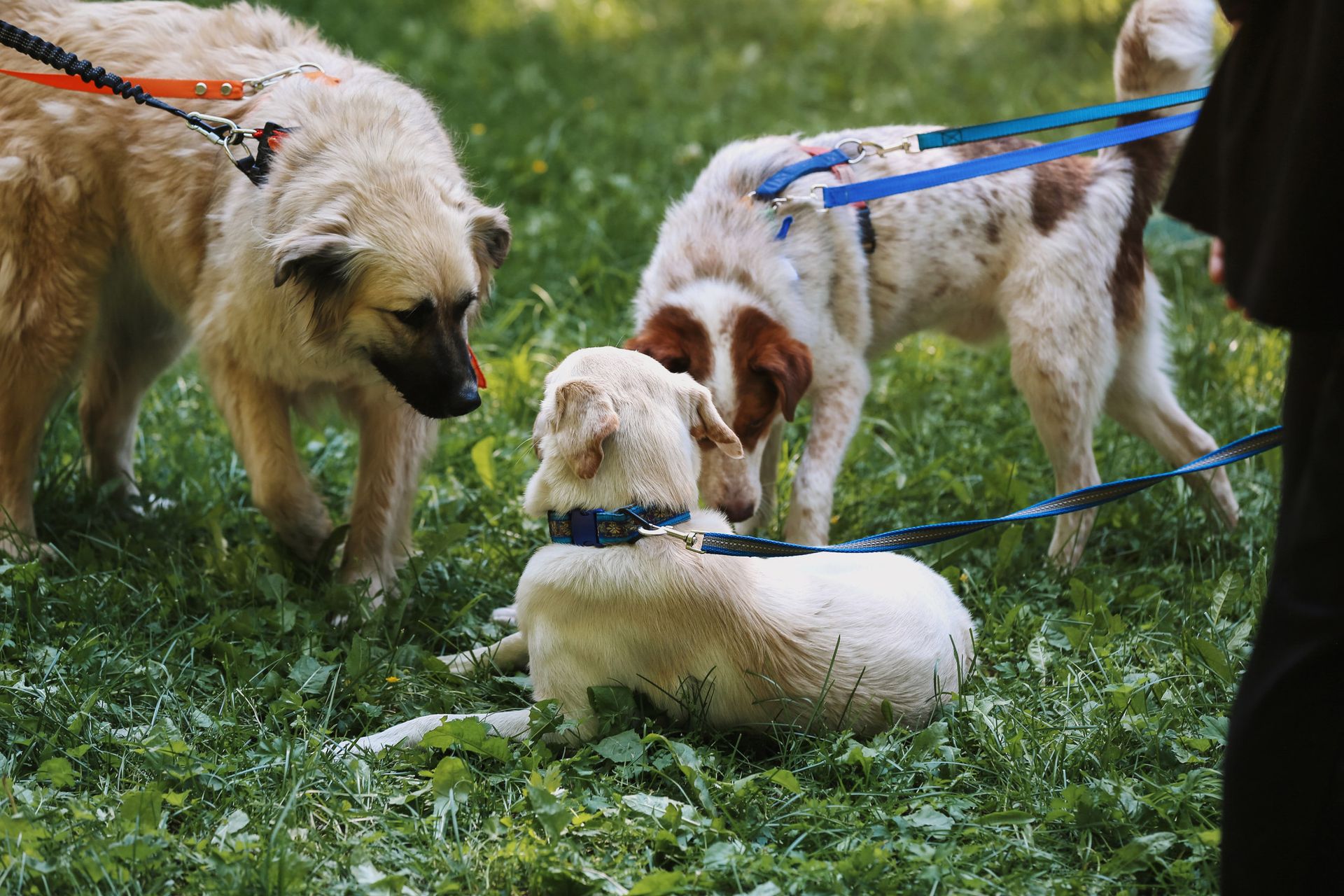 Three dogs on leashes are playing in the grass.