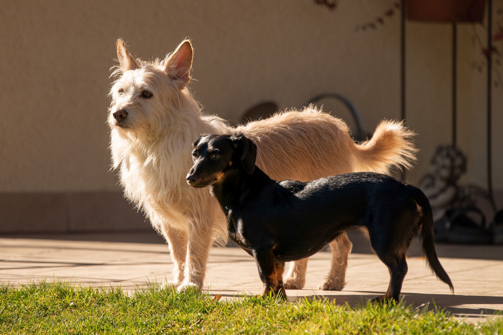 Two dogs are standing next to each other in the grass.