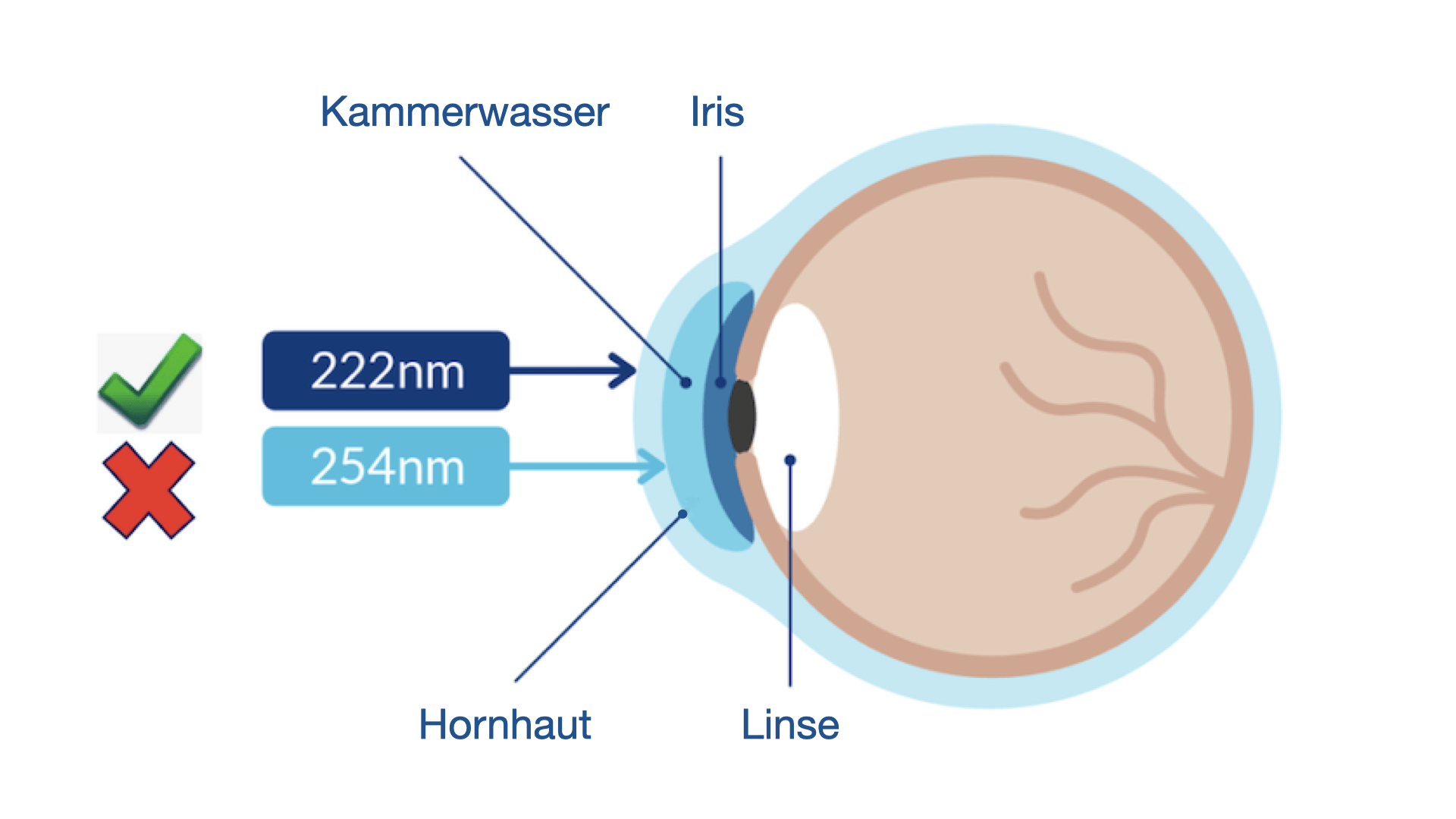 Far-UV-C ist ungefährlich für das menschliche Auge - keine Netzhautschädigungen