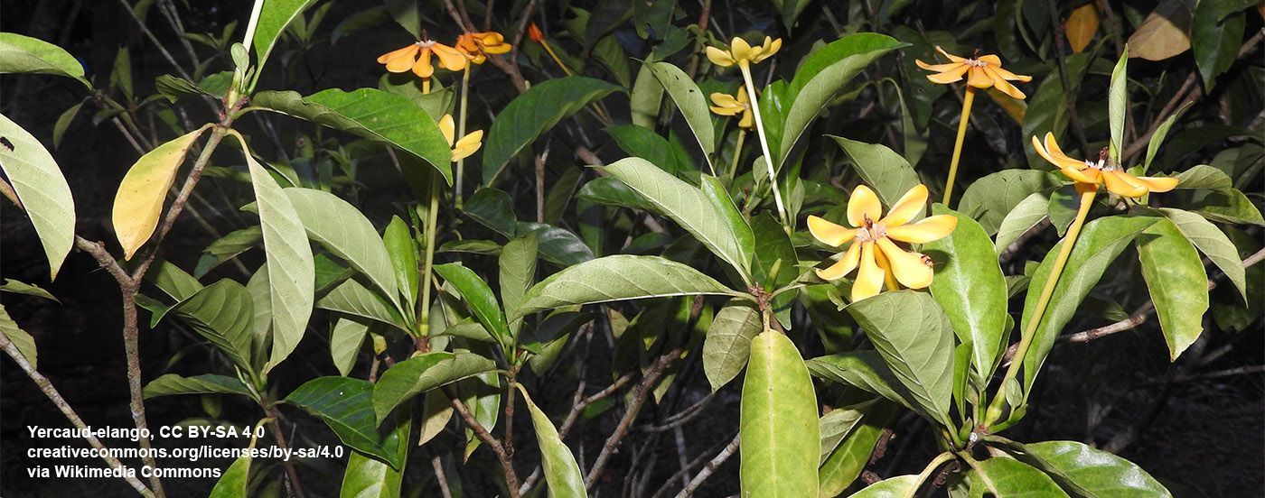 carinata plant