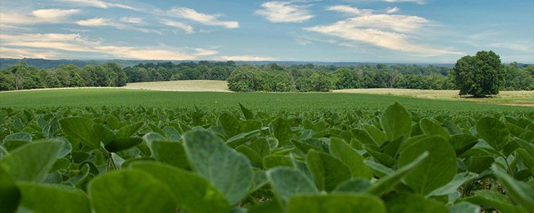 Ohio Soybeans