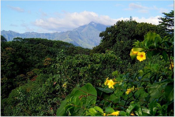 View of Mt. Wai'ale'ale from the site.