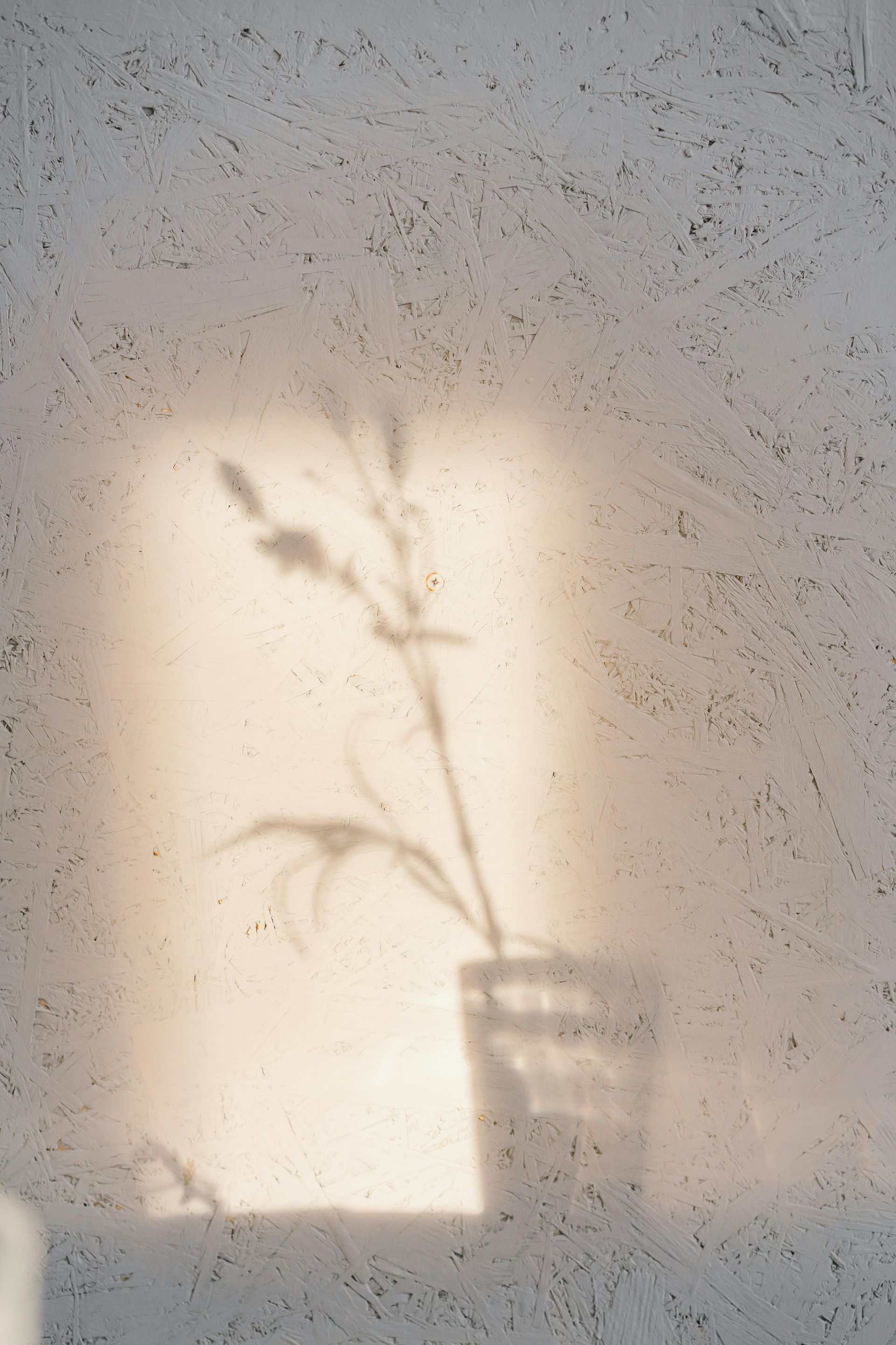 Shadow of a plant in a vase on a textured white wall, lit by sunlight.