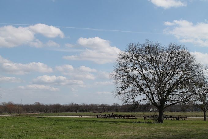 A tree in a field with a blue sky and clouds in the background