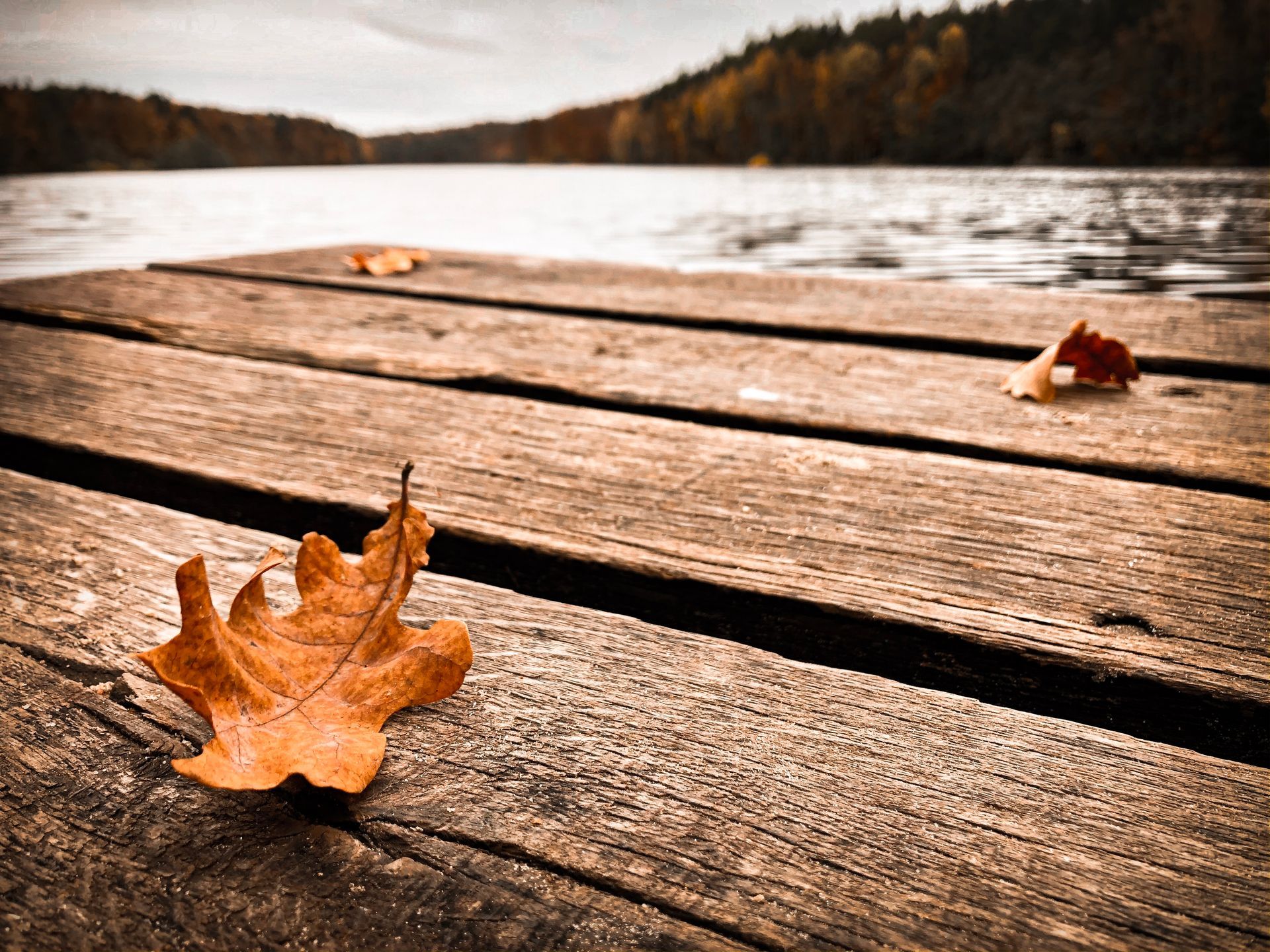 Brown leaf on a weathered wooden dock overlooking a lake with trees in the background.