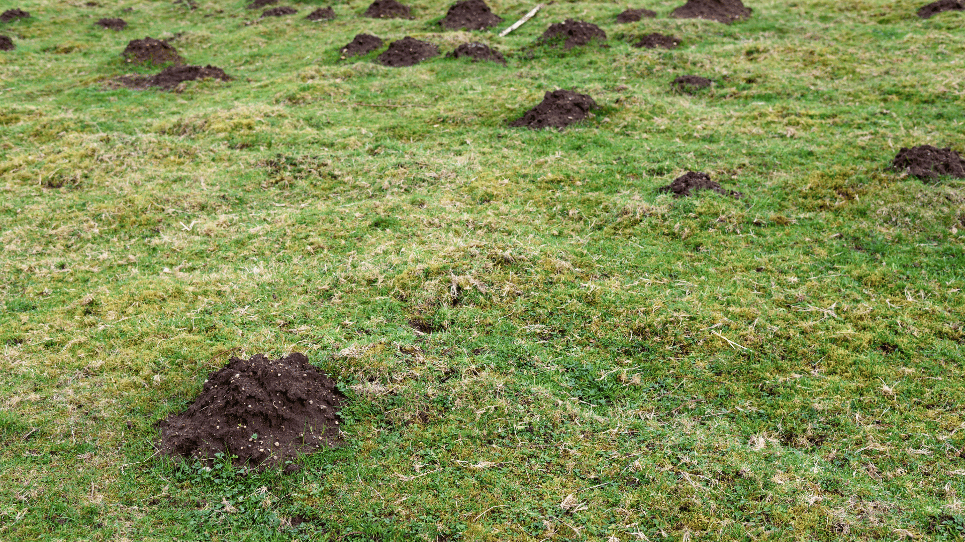 Mole Control LLC