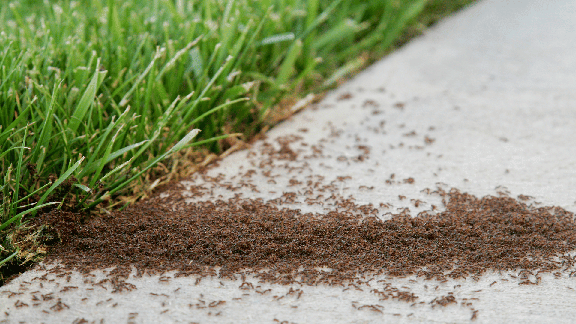 Mole Control LLC