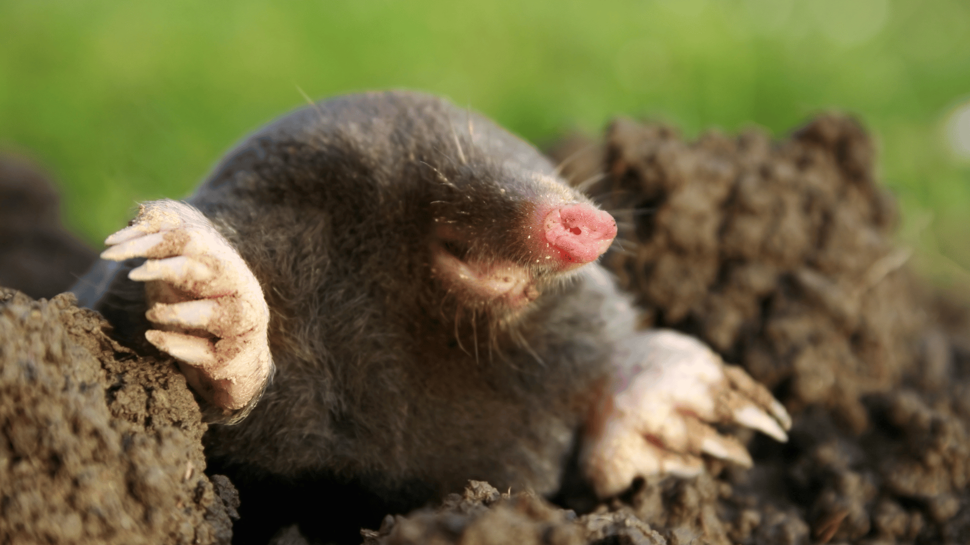 Mole Control LLC