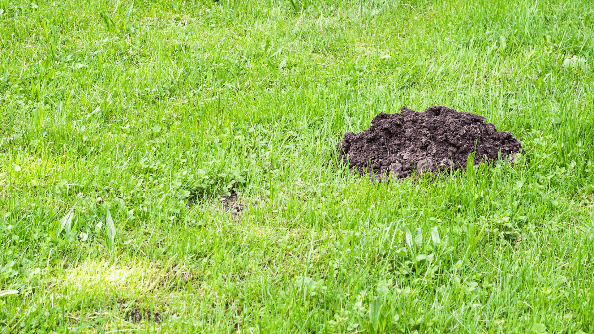 Mole Control LLC