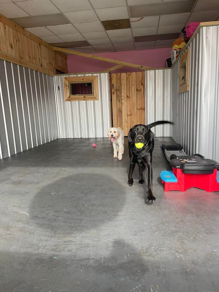 Two dogs are playing with a ball in a room.