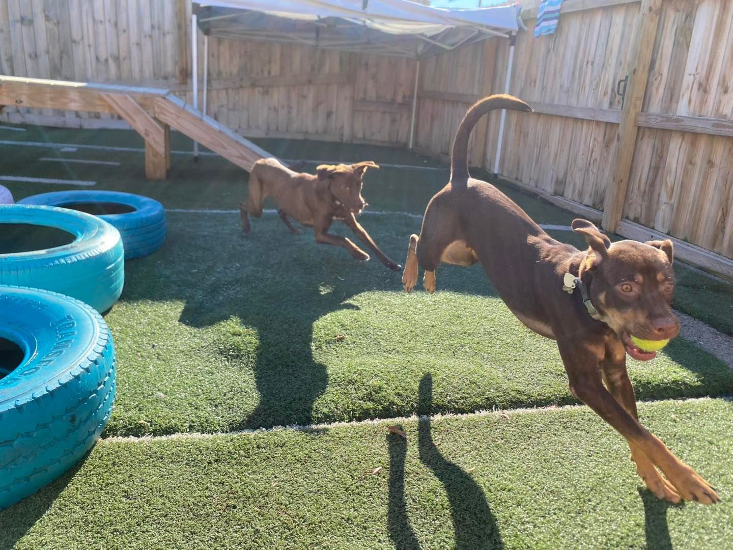 Two dogs are playing with a ball in a yard.