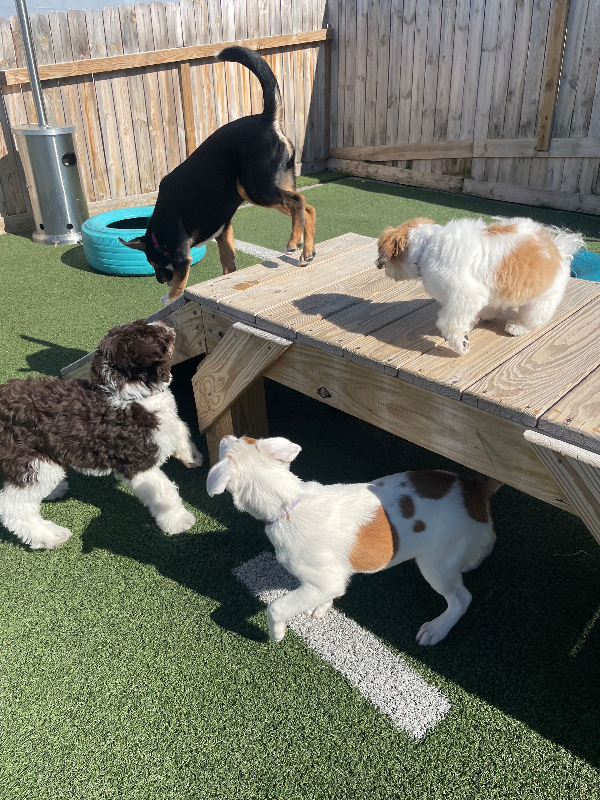 A group of dogs are playing on a wooden picnic table.