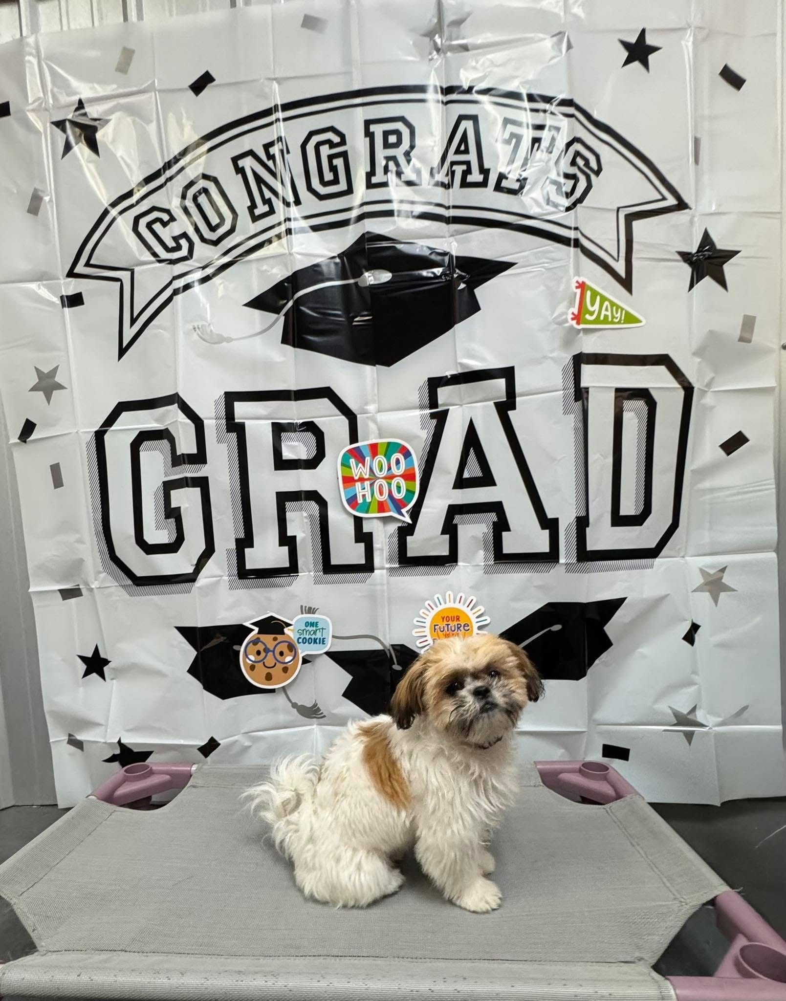 A small dog is sitting in front of a congratulations grad sign.