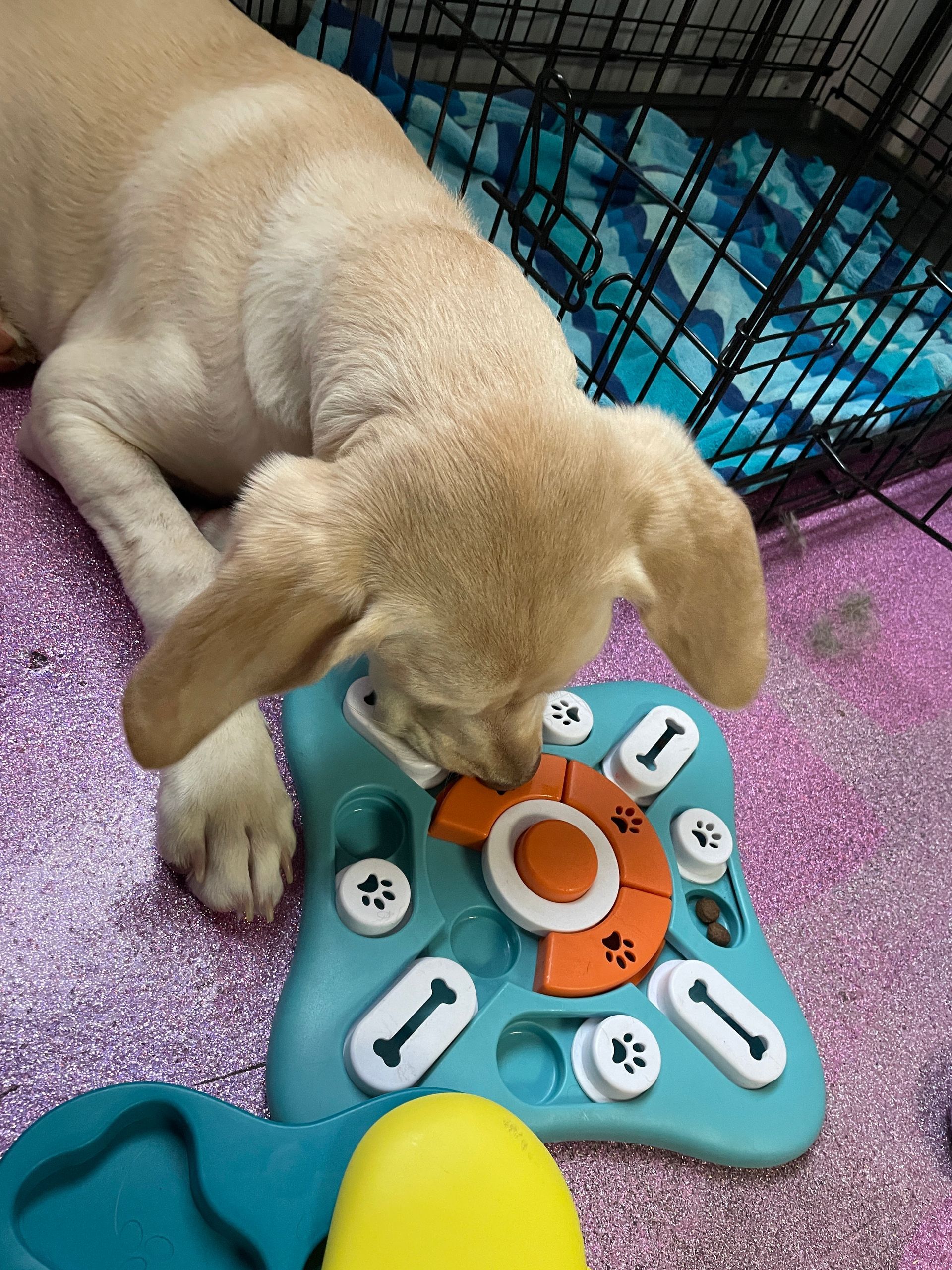 A dog is playing with a toy on the floor.