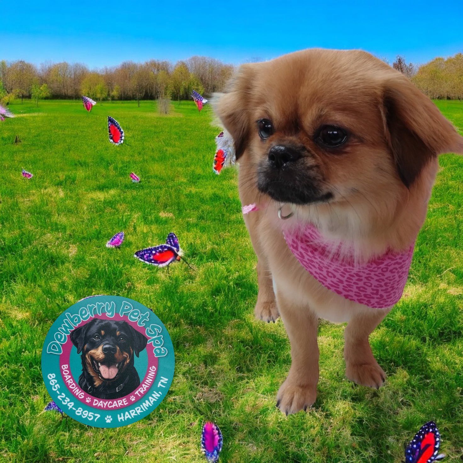 A dog wearing a pink bandana is standing in a grassy field