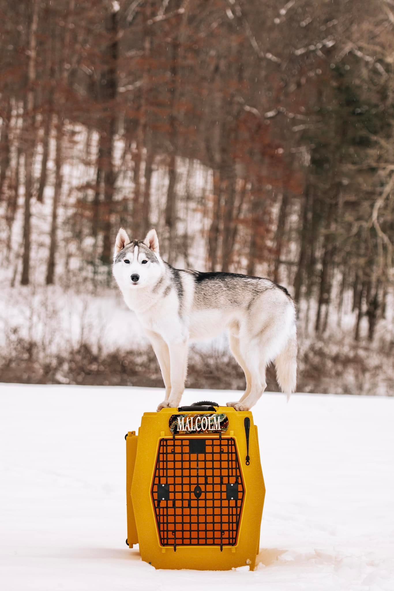 A husky dog is standing on top of a yellow crate in the snow.