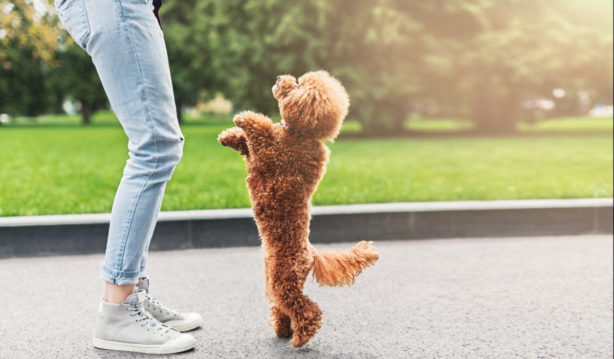 A woman is standing next to a small brown dog on its hind legs.