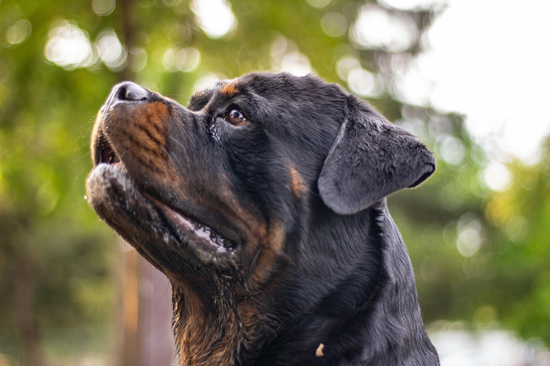A close up of a rottweiler looking up at the sky.