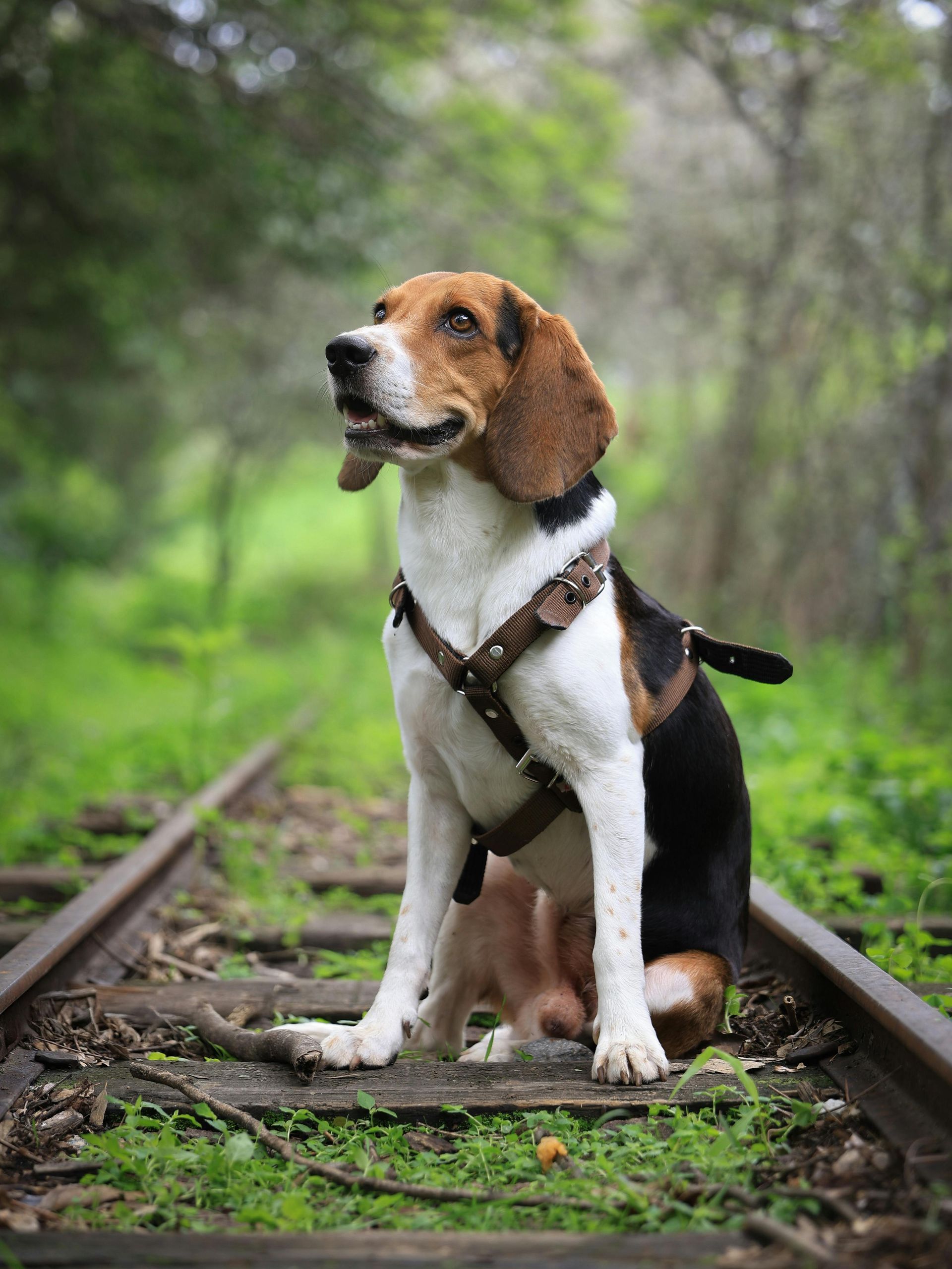 A beagle dog is sitting on train tracks in the woods.