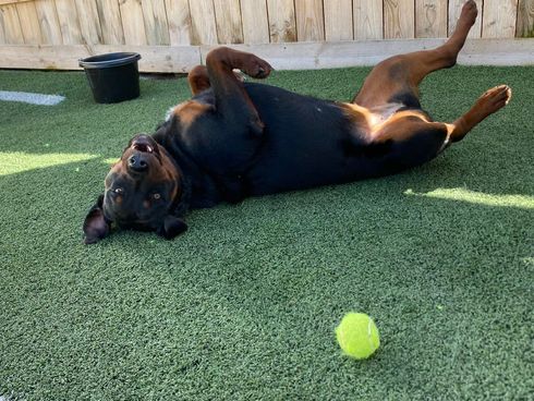 A dog is laying on its back on the grass next to a tennis ball.