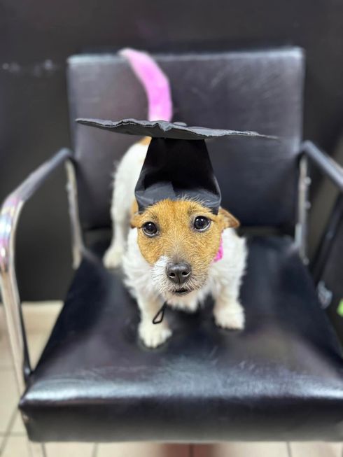A small dog wearing a graduation cap and gown is sitting in a chair.