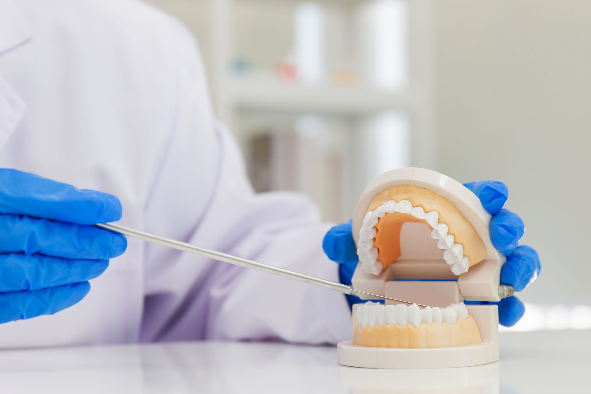 A dentist is cleaning a model of teeth with a brush.