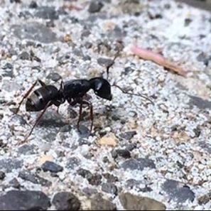 Black ant crawling on a mottled, gray and brown stone surface, with antennae extended.