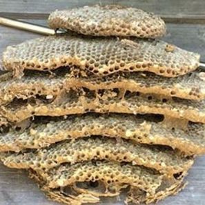 Stack of honeycomb with hexagonal cells, varying in size, tan and brown.
