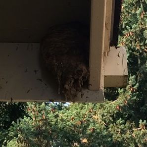 Wasp nest hanging from the corner of a building, near green foliage.