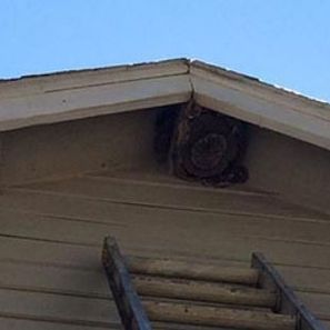 Wasp nest built in the eaves of a house; wooden ladder below.