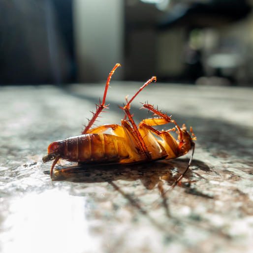 Dead cockroach on its back with legs in the air, on a shiny countertop.