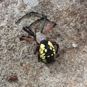 Yellow and black garden spider on a textured gray stone surface.