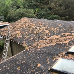 Asphalt shingle roof covered in debris with a ladder propped up. Skylights and trees in background.