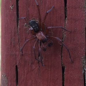 Brown spider with dark head and legs on a red wooden post.