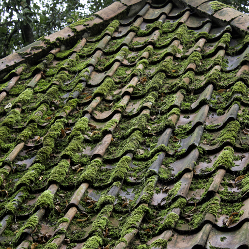 Moss-covered terracotta roof tiles on an old building, in an outdoor setting.