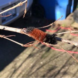 A fuzzy, orange and black woolly bear caterpillar crawling on a thin brown twig.