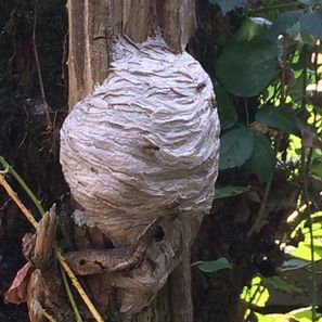 Wasp nest, light gray, attached to a tree trunk. Green foliage in the background.