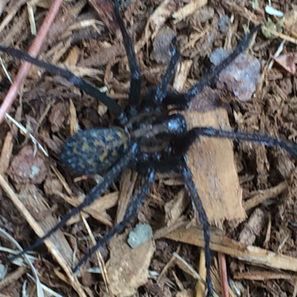 Black spider with speckled body on wood chips and soil.